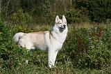 SIBERIAN HUSKY 858